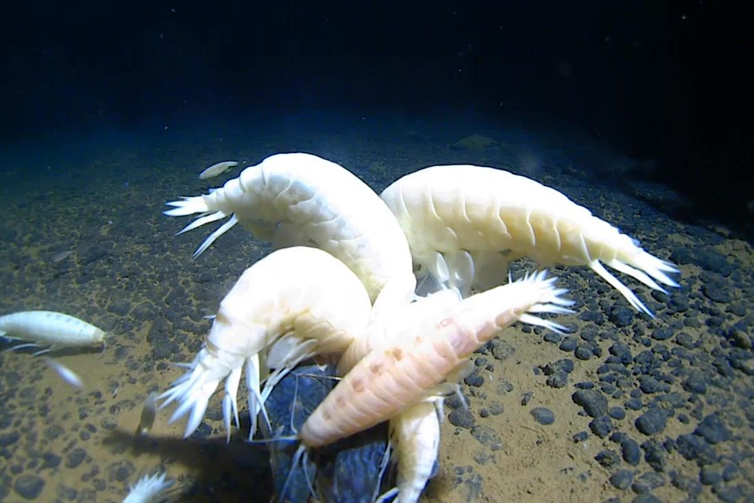 “Dødsriget” lever: Hvad dybhavet kan lære os om fremtiden