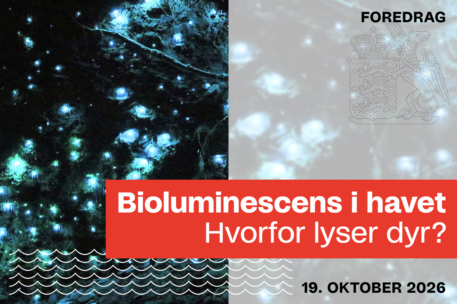 Bioluminescens i havet: Hvorfor lyser dyr?